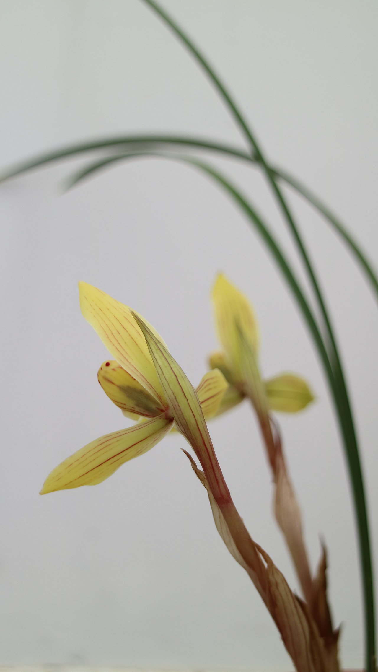 中国兰花—春兰