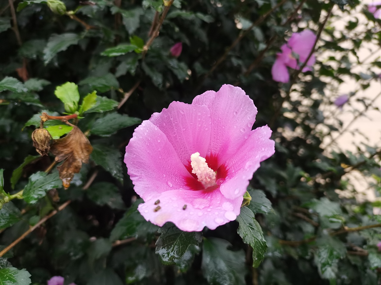 下雨天的小花花|摄影|风光摄影|z52795945 - 原创作品 - 站酷 (zcool)