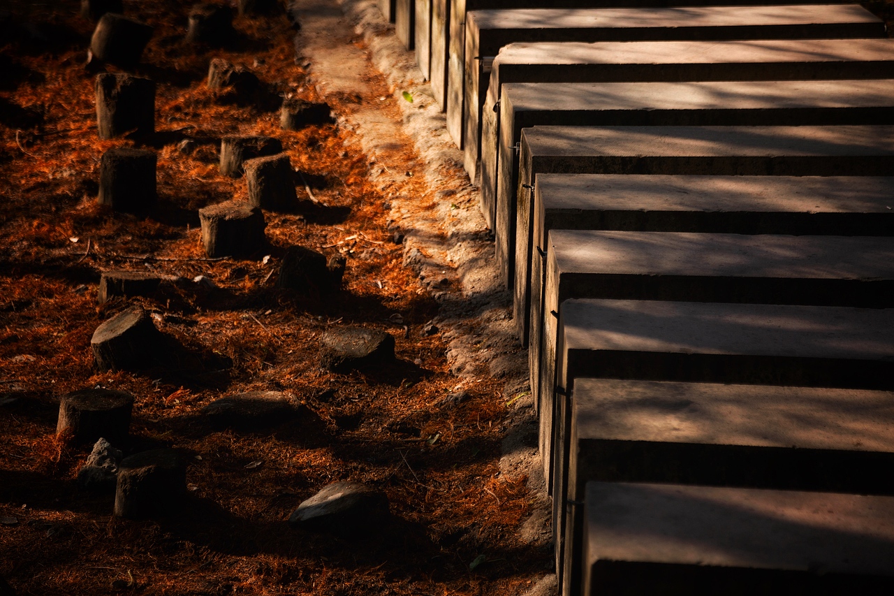 中央山公园的红树落叶