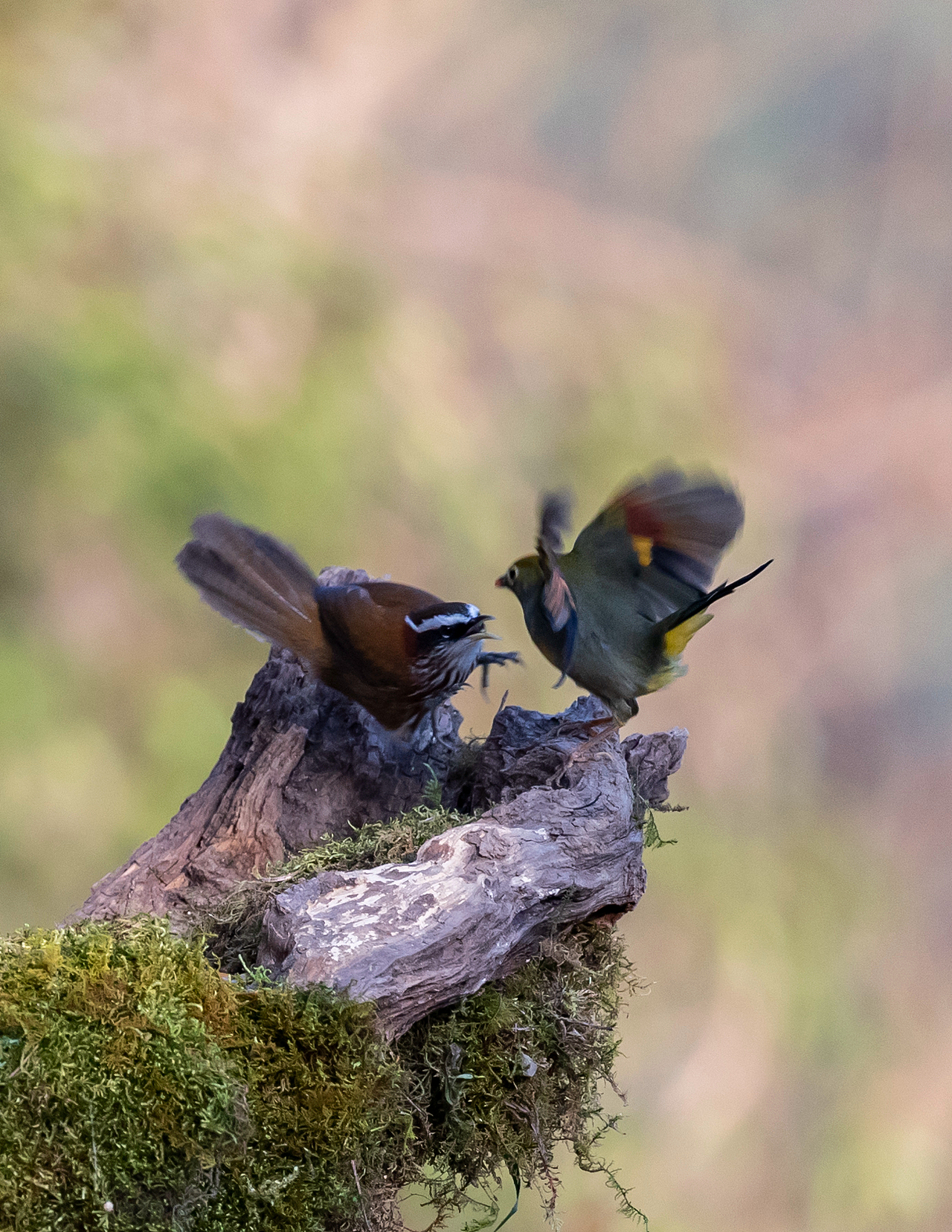 2019年2月5日,在金佛山景区拍摄的觅食、打斗嬉戏的鸟儿。