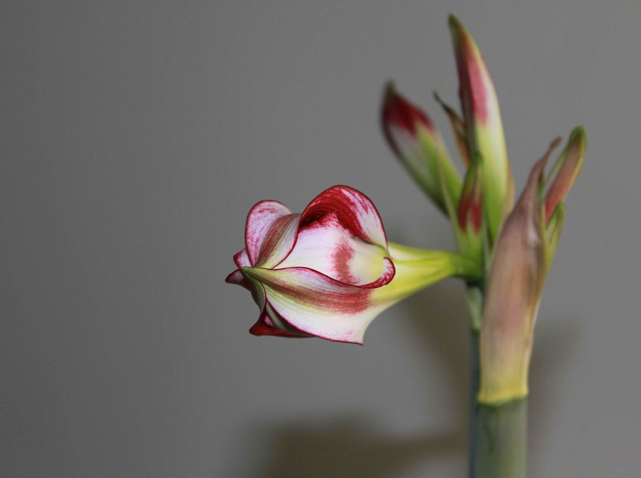 荷兰朱顶红——圣地亚哥(santiago)