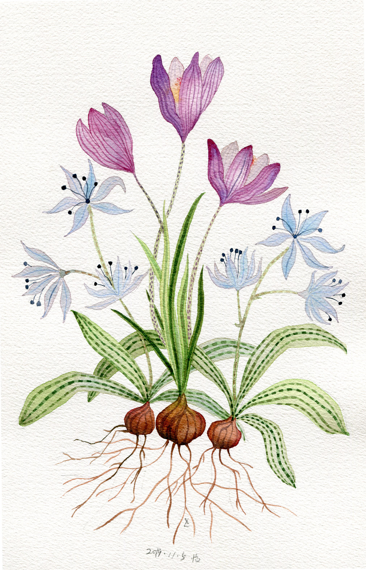 受她的影响我也会慢慢摸索自己的植物图鉴~青岛/插画师/4年前/237浏览