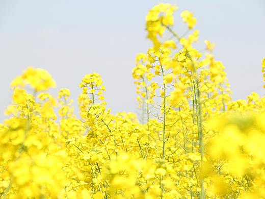 春夏秋冬各种花桃花玫瑰樱花油菜花郁金香