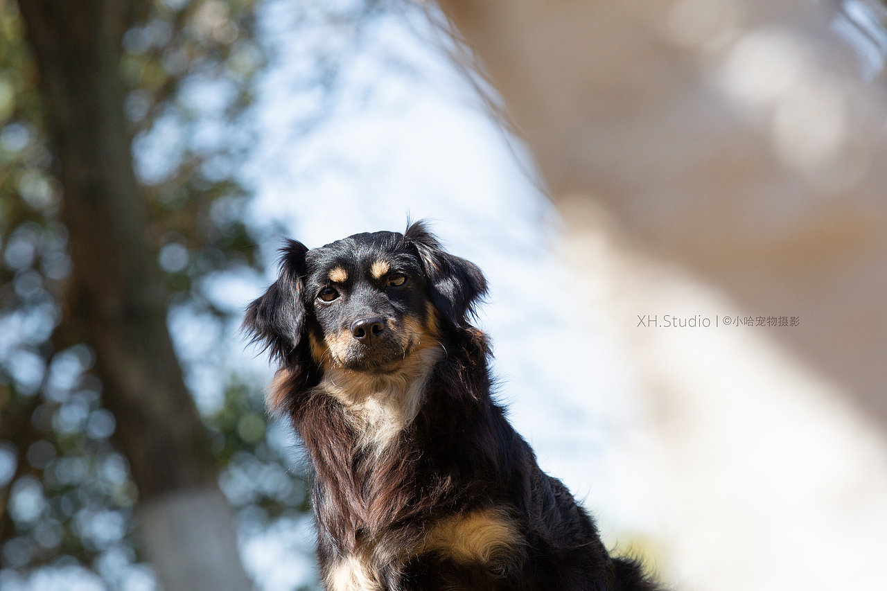 合集五【小哈宠物摄影】（图ZMjQ5MDY0MDQ4） - 宠物摄影 - 站酷设计师小哈_ZwQ原创素材 - 站酷ZCOOL