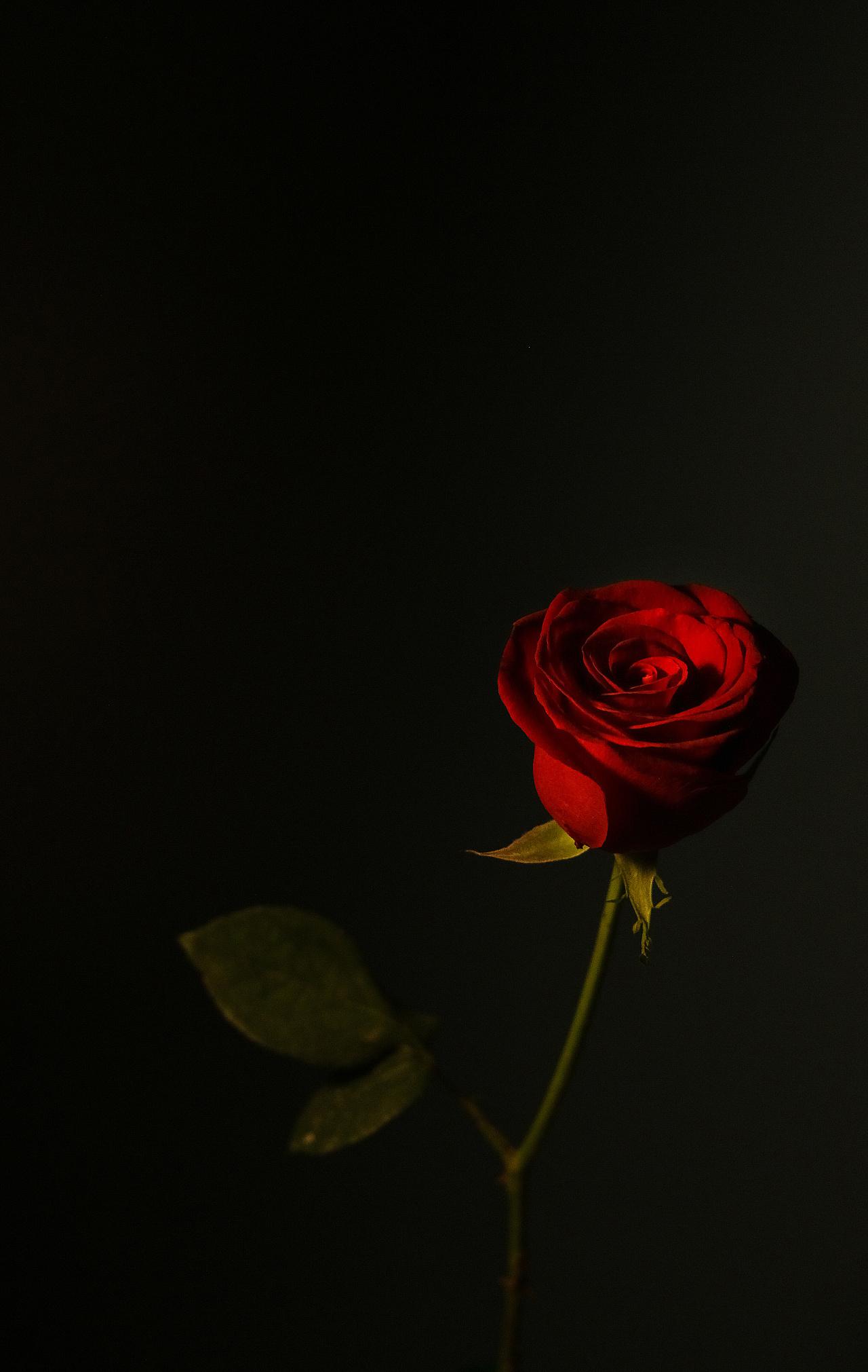 19朵黑骑士玫瑰花束 花材饱满 按图制作订单详情-花娃-中国最大花店加盟平台