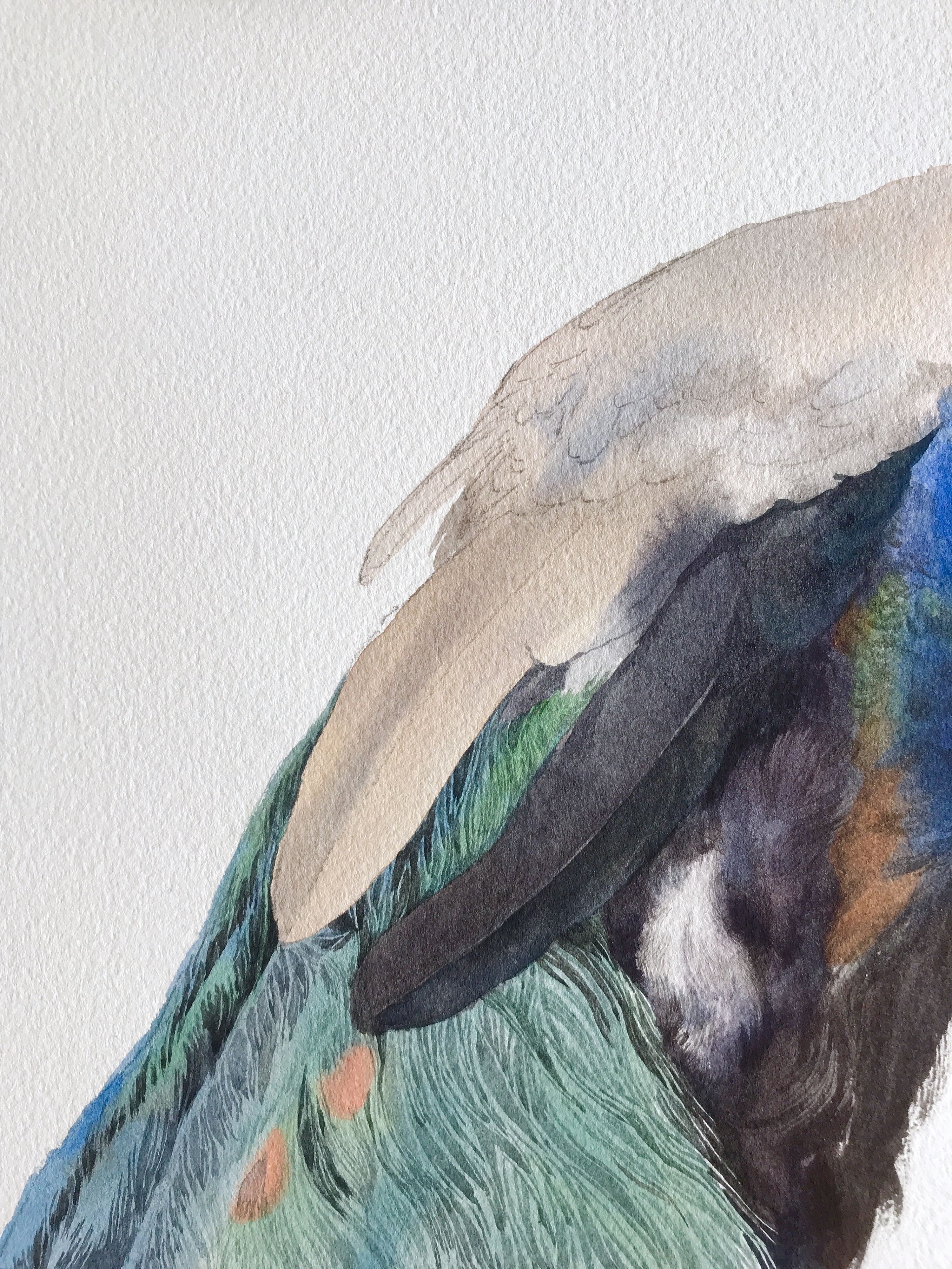 蓝孔雀-纪梵水彩作品|纯艺术|绘画|纪梵 - 原创作品 - 站酷 (zcool)