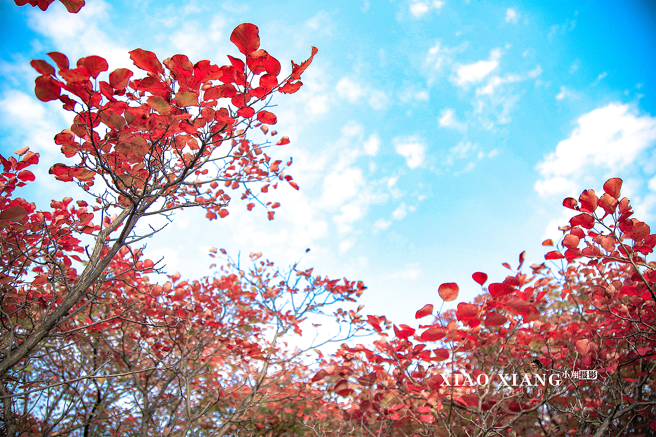 蔡节红叶（图ZOTM5OTM5NDA=） - 风光摄影 - 站酷设计师lixiangpeng1122原创素材 - 站酷ZCOOL
