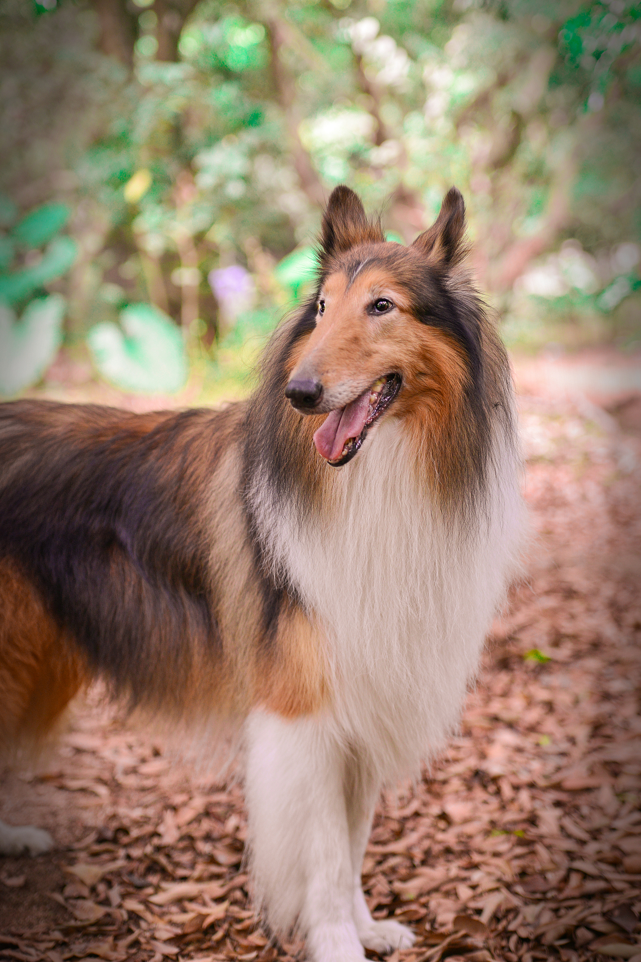 深圳宠物摄影写真珀珀宠影之苏格兰牧羊犬