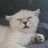 吴吴吴小白的头像