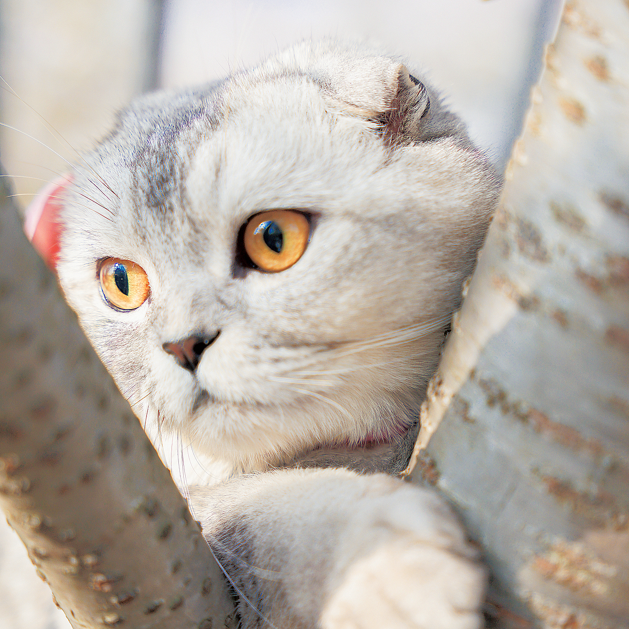 宠物写真丨“ 今 日 被 迫 接 待 人 类 ”