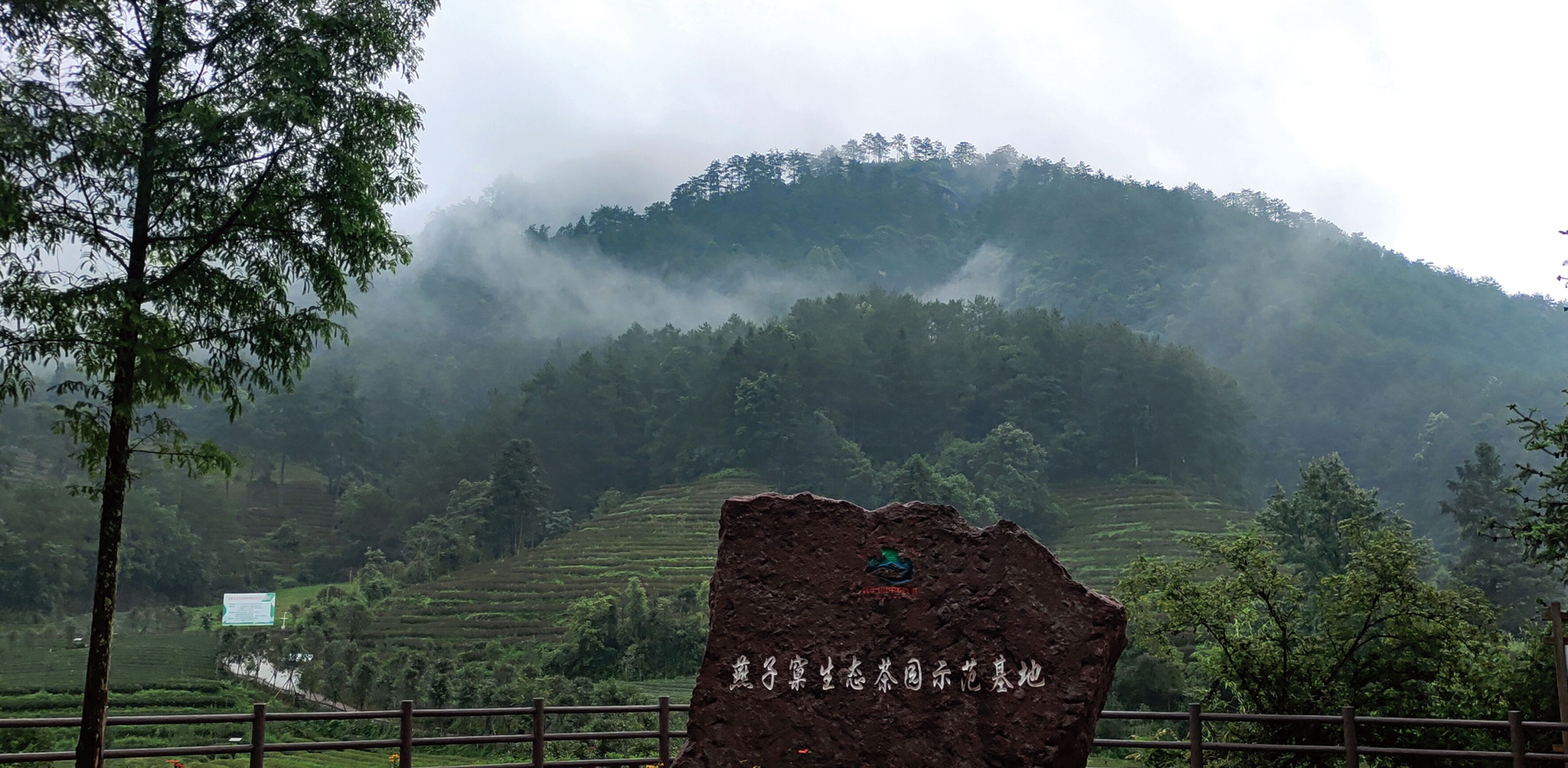 燕子窠生态茶园示范基地,如温故.要寻佳叶发何处?