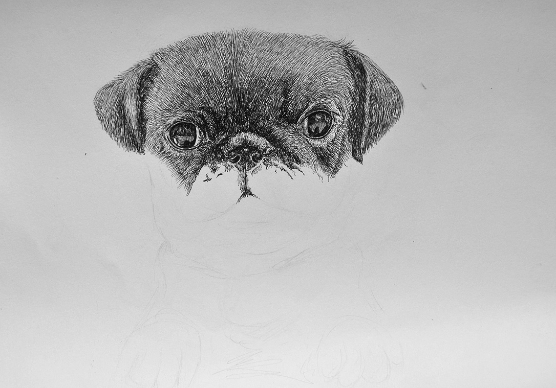 yjk-钢笔画-京巴犬