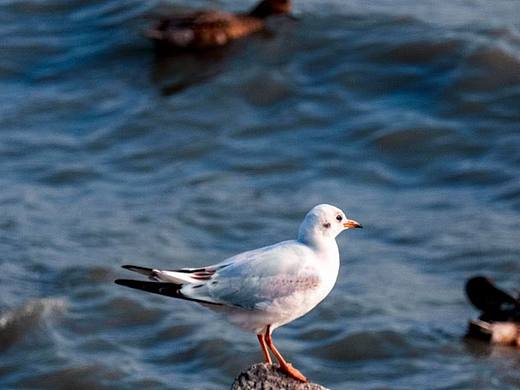 深圳湾西伯利亚的候鸟