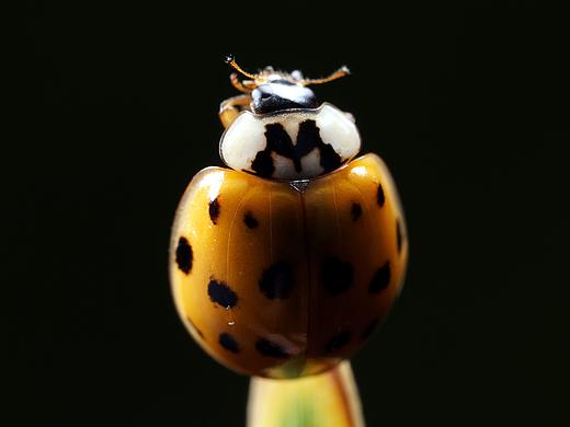 微距小物（個人主頁-ZMzYwODE0Mjg=） - 風(fēng)光攝影 - 站酷設(shè)計師蟲肉肉原創(chuàng)素材 - 站酷ZCOOL