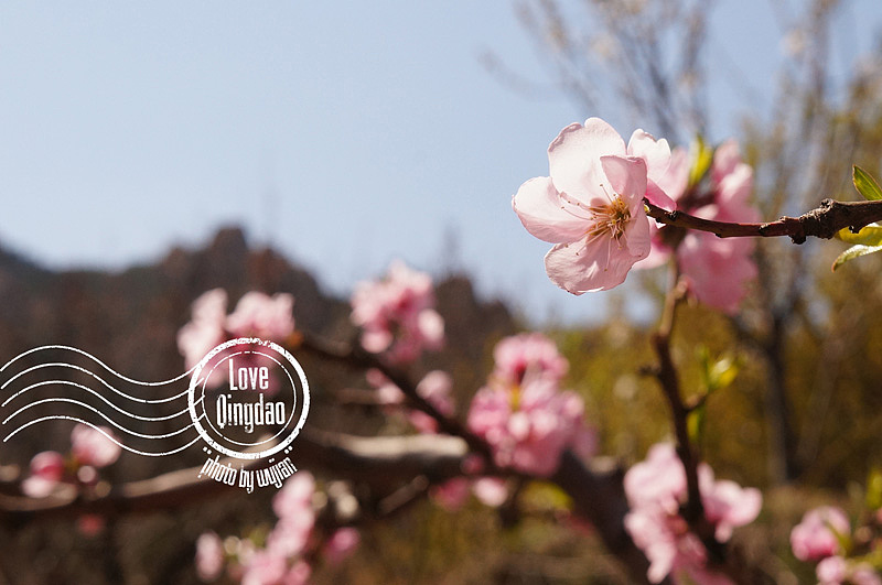 【wujian】倾国“青”城—Love QingDao