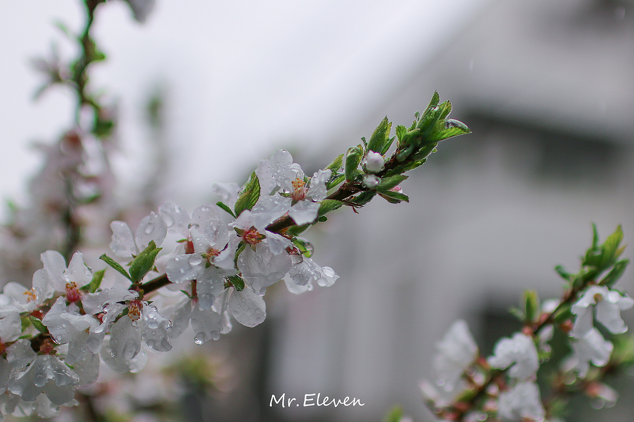 春分时节下的雪