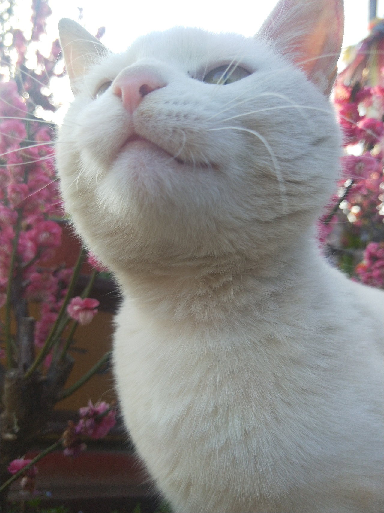 猫与梅花（图ZMTk4NjgyMzUy） - 风光摄影 - 站酷设计师云行雨施原创素材 - 站酷ZCOOL