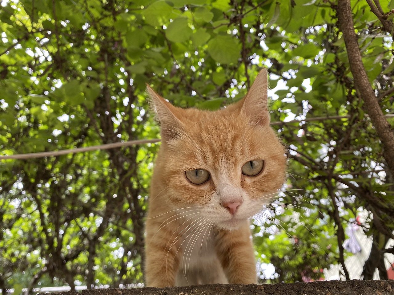 生活小照（圖ZMjU2NTc5MTM2） - 人文/紀(jì)實(shí)攝影 - 站酷設(shè)計(jì)師蘑菇mm原創(chuàng)素材 - 站酷ZCOOL