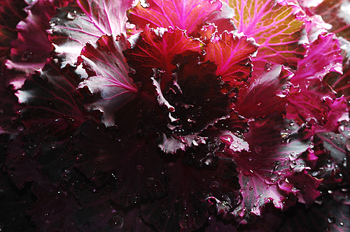 植物的扭曲力场