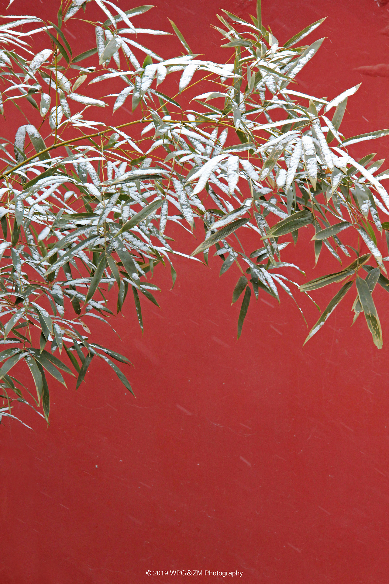 故宫就变成了紫禁城 慢慢地听雪落下的声音 看雪中的红墙金瓦 也许是