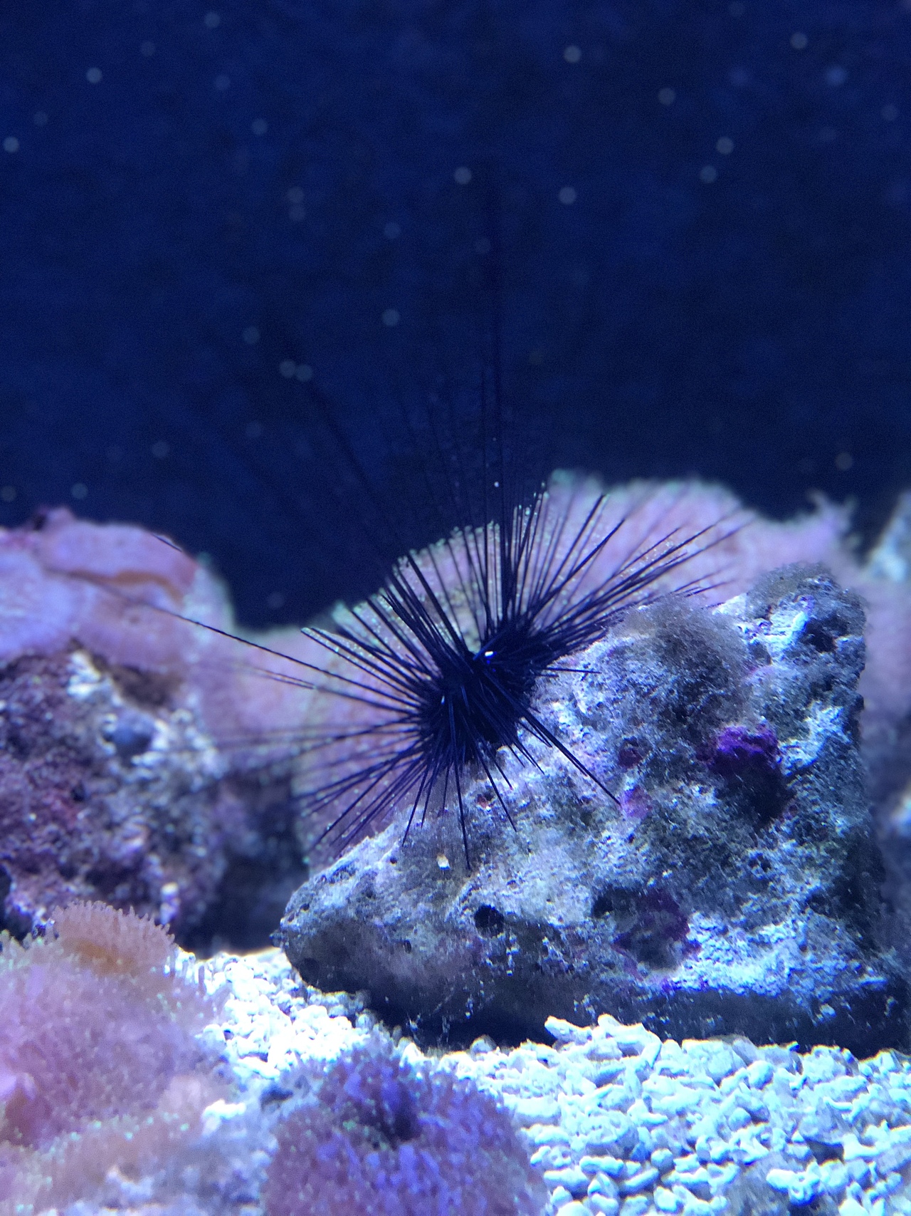 手机拍摄-海洋馆