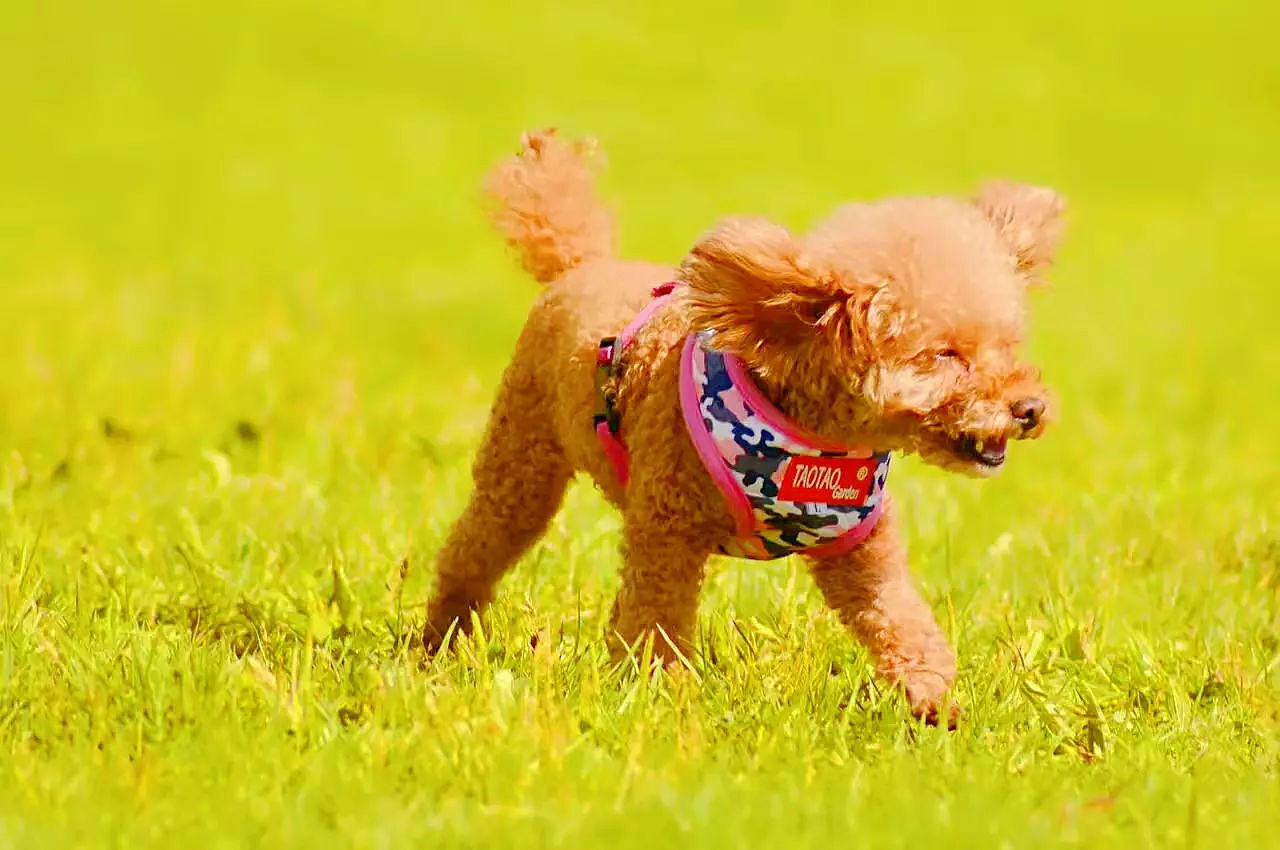 2018宠物合集（图ZMTQ0MDU5MjU2） - 宠物摄影 - 站酷设计师黑猫姐姐原创素材 - 站酷ZCOOL