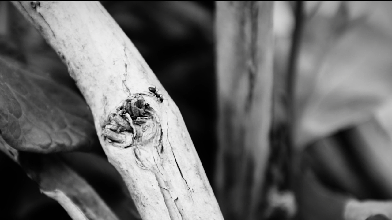 春日暖阳里的蝼蚁（图ZMTEwOTYxMTMy） - 设定/分镜 - 站酷设计师咻咻咻小猛人原创素材 - 站酷ZCOOL