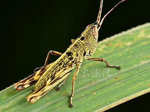 蝗虫若虫（具体种不详）   ——杭州闲林