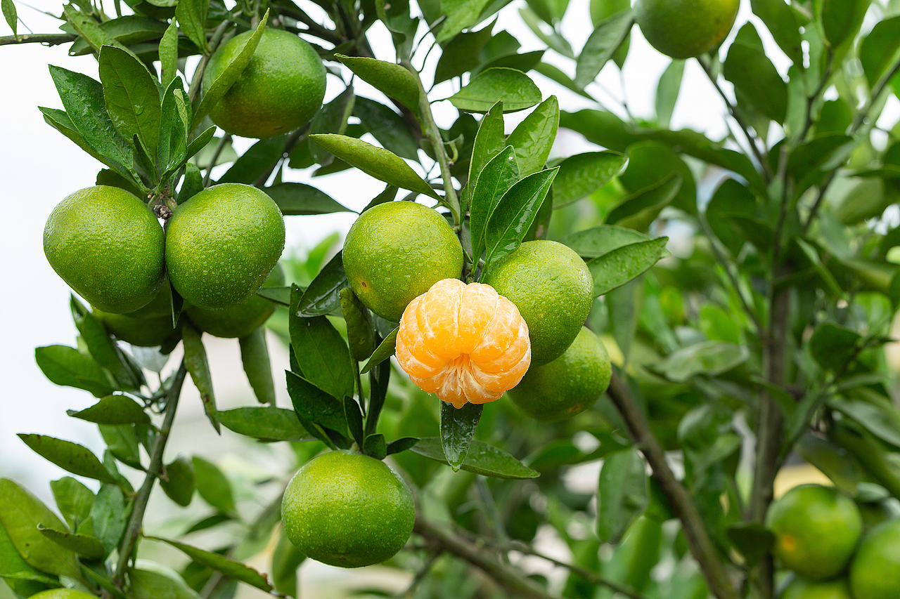 一组简单的柑橘照片|摄影|产品摄影|一念无心_原创作品-站酷(zcool)