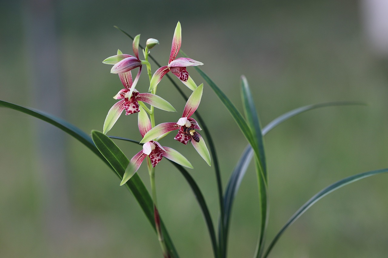 建兰—逸红双娇(小国魂)