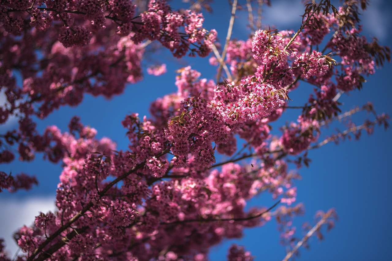 花正开（图ZNjg1NjE4NTI=） - 风光摄影 - 站酷设计师猫有灵原创素材 - 站酷ZCOOL