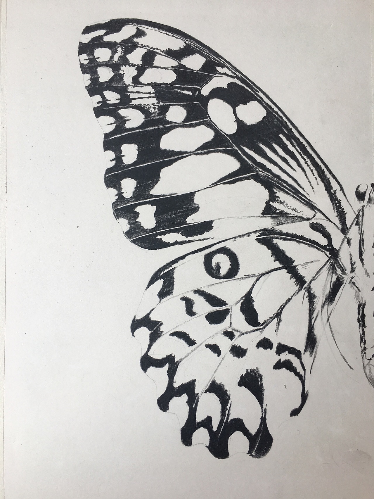 彩铅蝴蝶|纯艺术|绘画|青木王_原创作品-站酷zcool