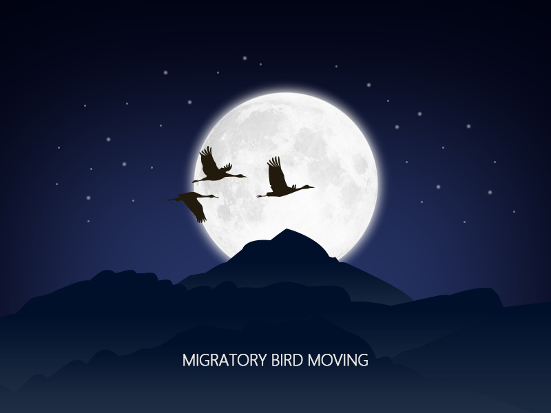 候鸟|插画|商业插画|藏拙 - 原创作品 - 站酷 (zcool)