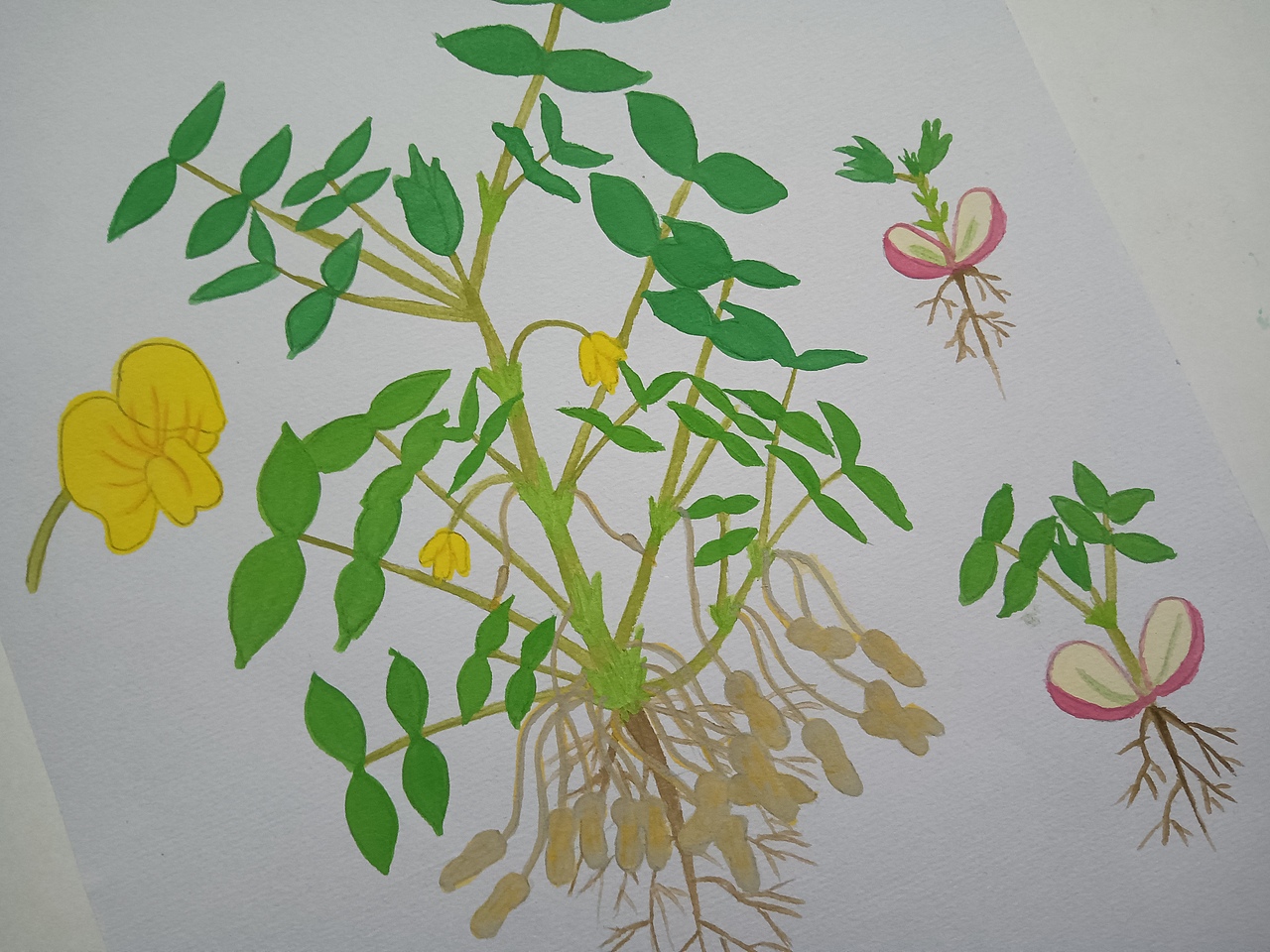 植物生长（花生）（图ZMjU5ODU5MzI4） - 创作习作 - 站酷设计师深海珍珠原创素材 - 站酷ZCOOL