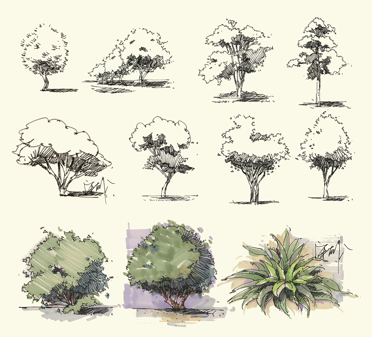 马克笔植物手绘基础