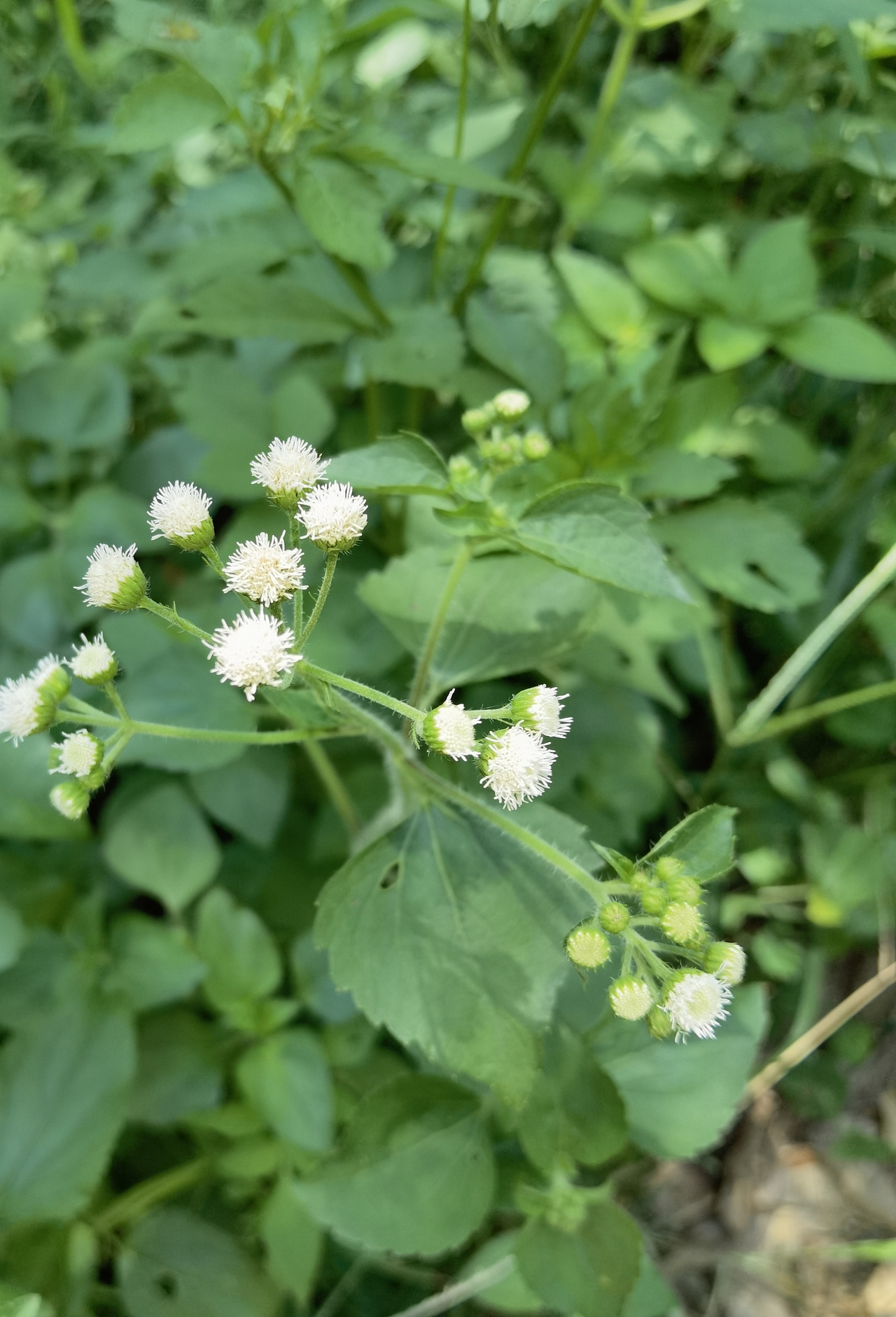 充满生机的夏天