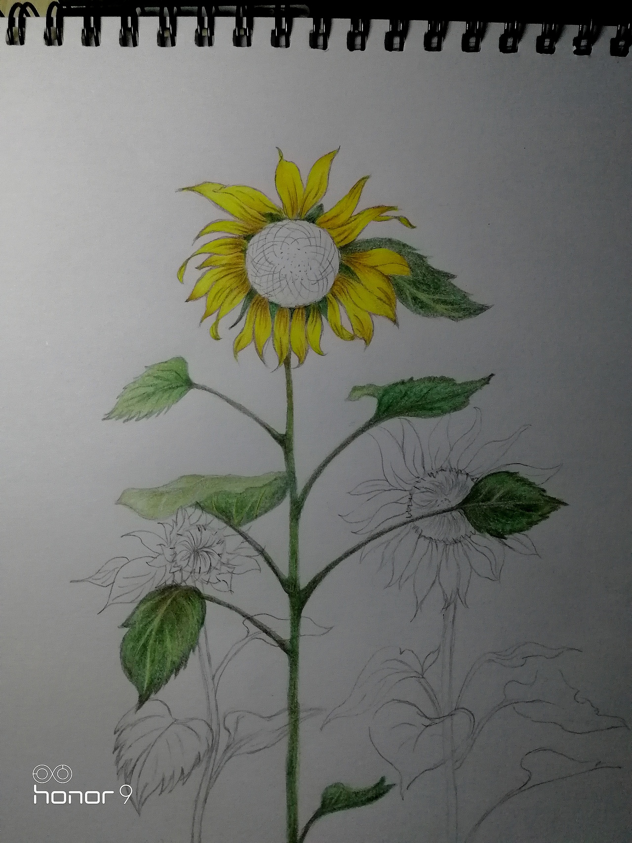 向日葵🌻（图ZMTk0NTgwNzc2） - 绘本 - 站酷设计师大雄what原创素材 - 站酷ZCOOL