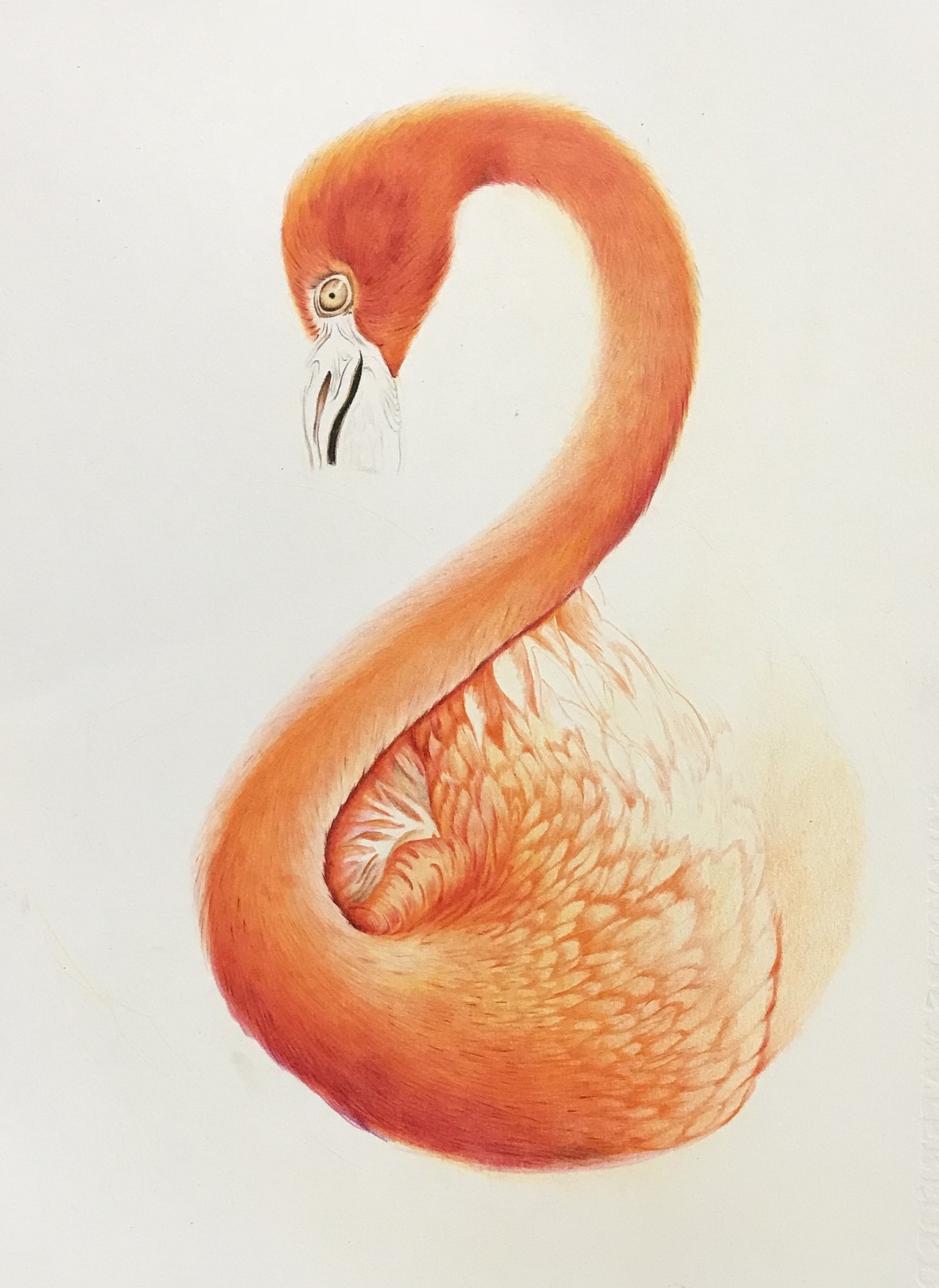 彩铅火烈鸟|纯艺术|绘画|婳画_临摹作品-站酷zcool