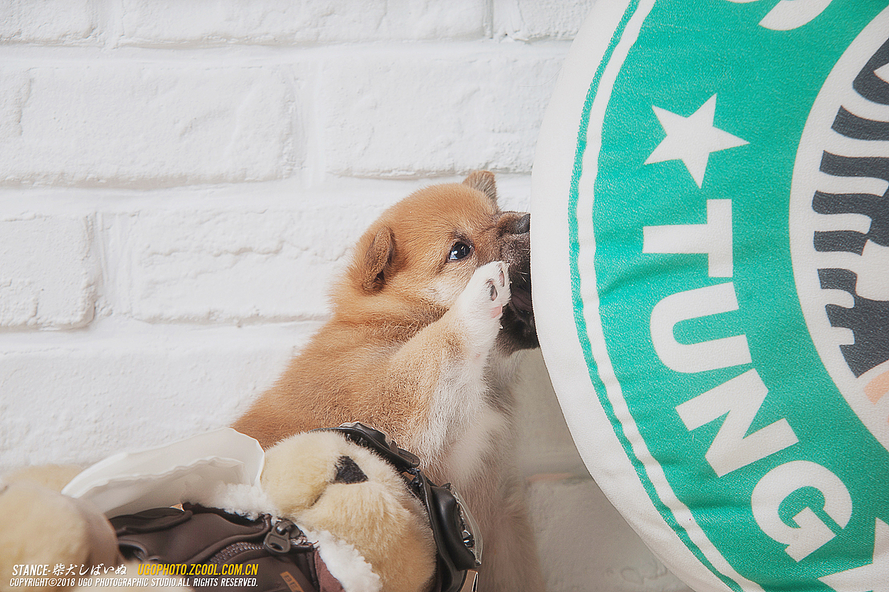 柴犬しばいぬ专辑【动物摄影师何某某个人作品21】（图ZMTE1MzM1MTMy） - 宠物摄影 - 站酷设计师超级何某某原创素材 - 站酷ZCOOL