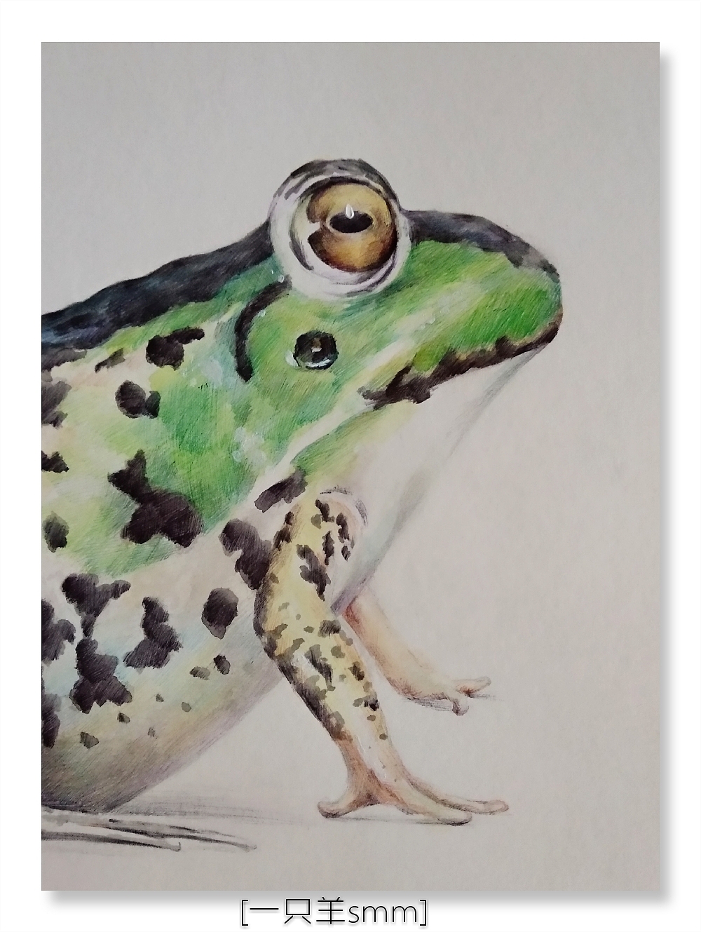 圆珠笔画牛蛙