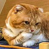吃柠檬服了的头像