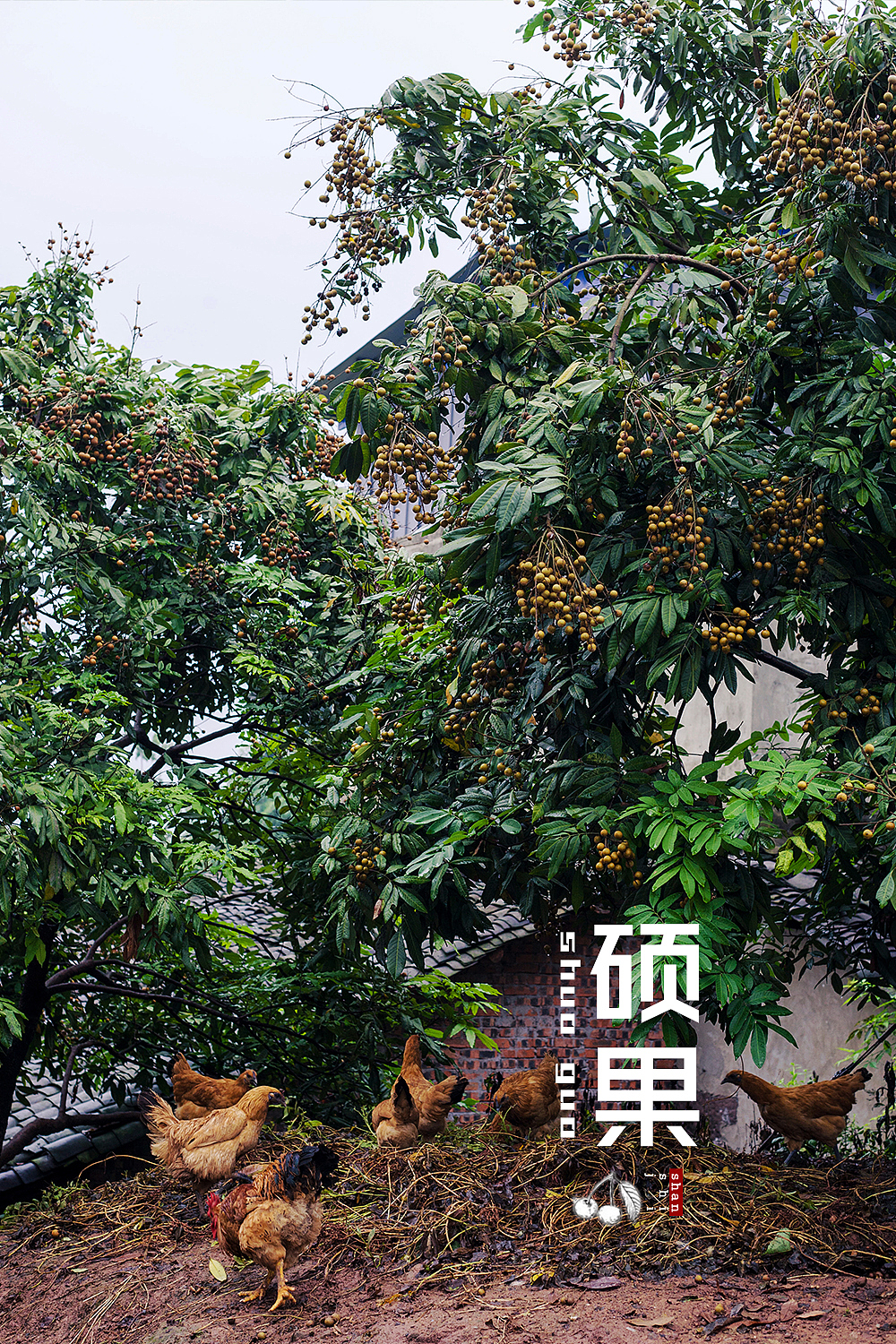 硕果（图ZMzQyNTcyMTY=） - 人文/纪实摄影 - 站酷设计师挲lisa原创素材 - 站酷ZCOOL