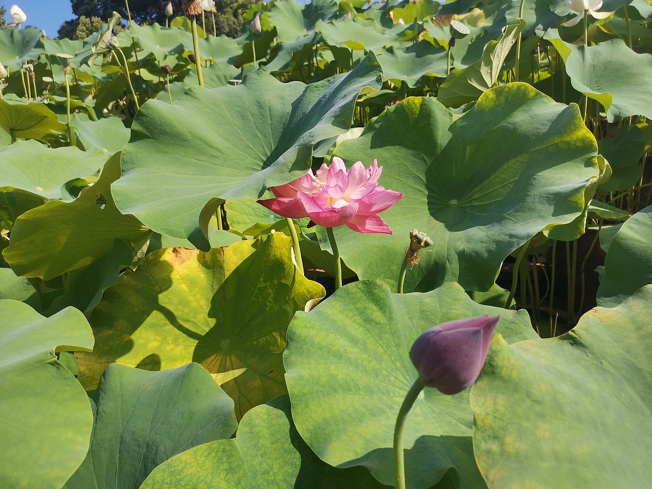 手机随手拍荷花（图ZMzc1NjY0ODc2） - 风光摄影 - 站酷设计师Z866608401原创素材 - 站酷ZCOOL