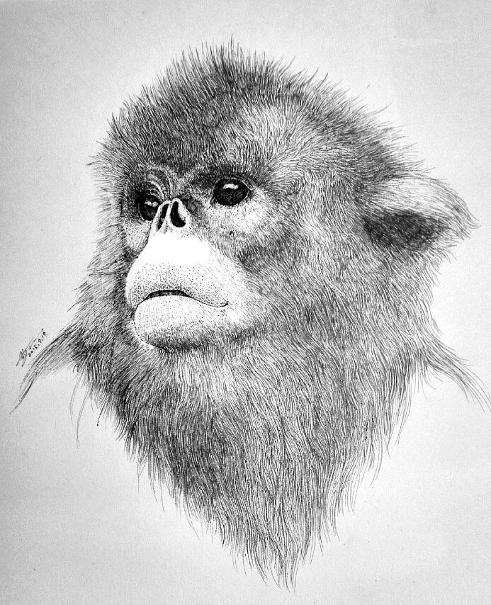 濒危动物系列素描