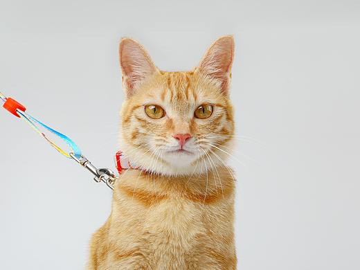 小橘猫的喵生中第一次打工