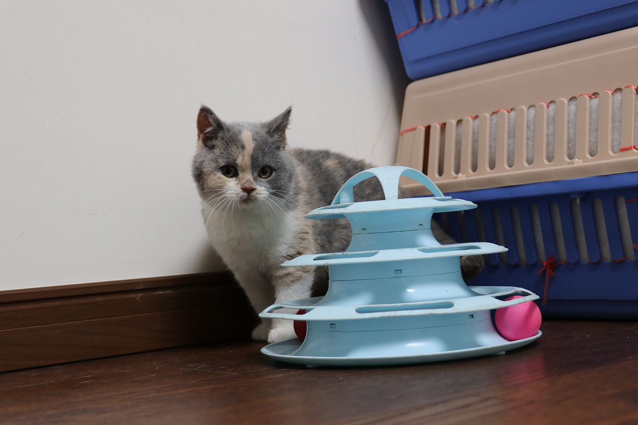 903英短三花-母-五粉 沐米猫舍  英短三花