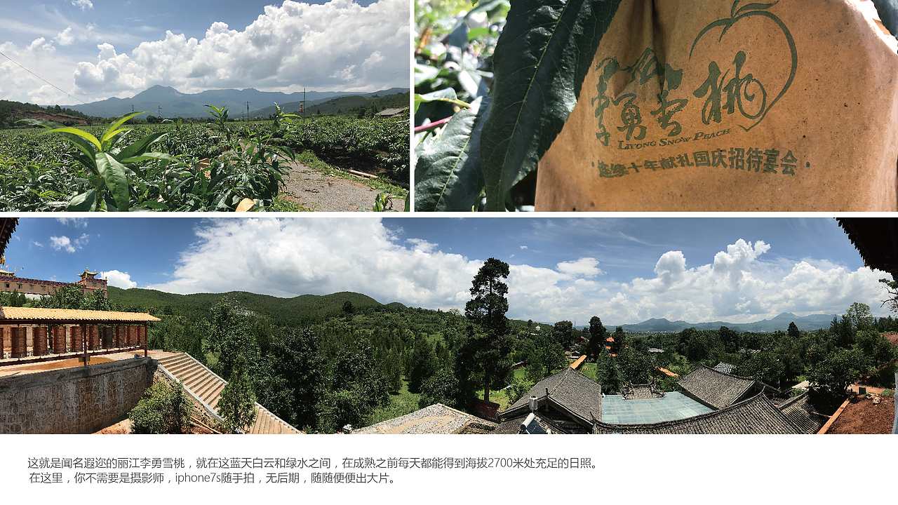 丽江雪桃包装创作历程