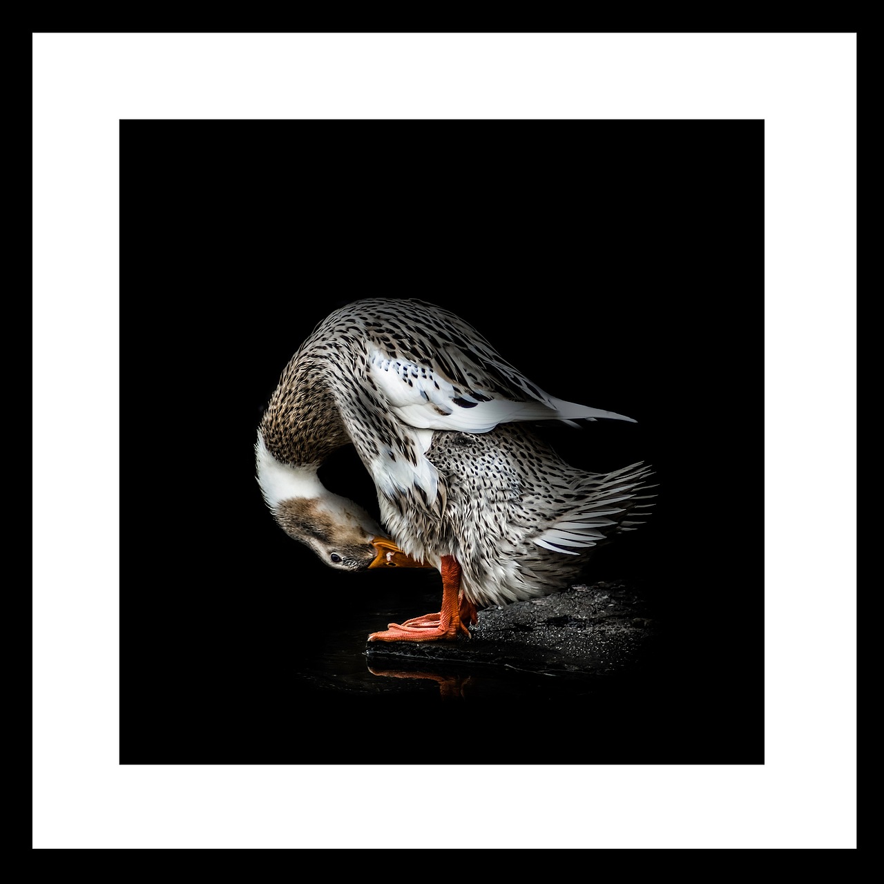 农村小动物（图ZMTA0ODc0NTA0） - 宠物摄影 - 站酷设计师s灬e原创素材 - 站酷ZCOOL