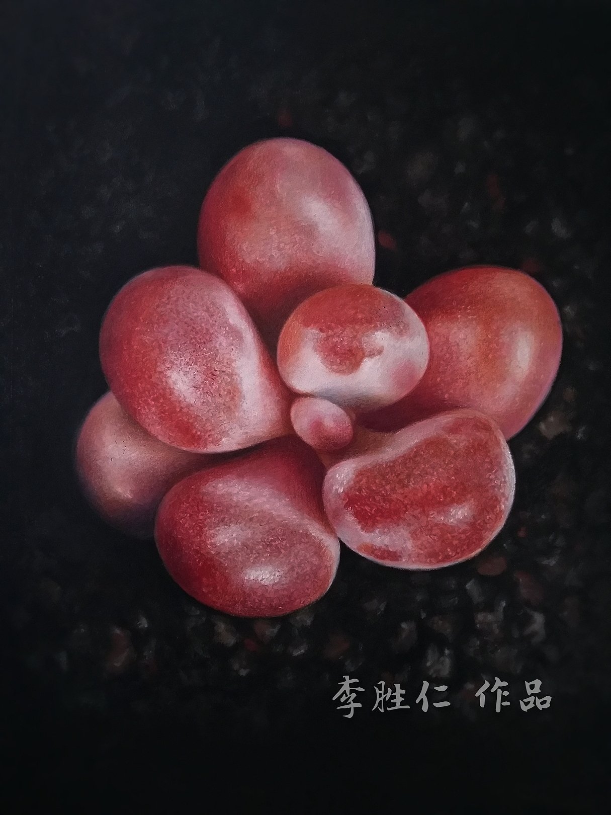 李胜仁 作品(多肉)