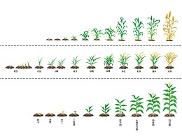 水稻的一生五个生长期图片